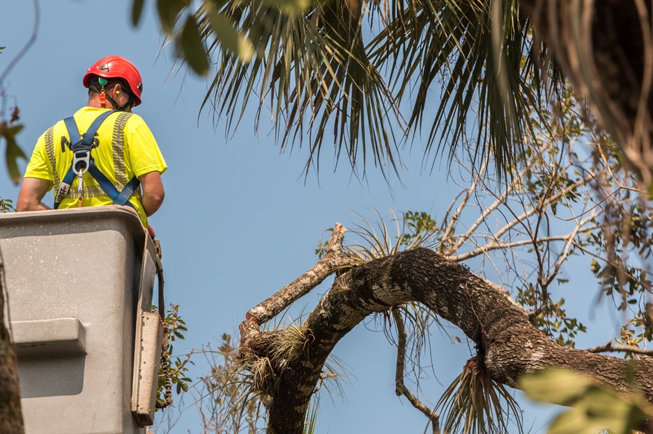 best tree services in chandler arizona