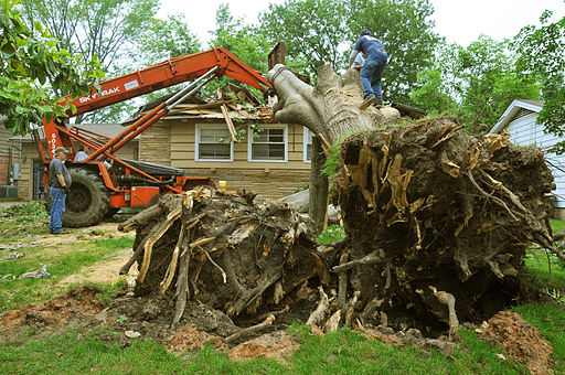 tree cabling chandler