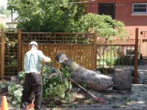 tree trimming services chandler