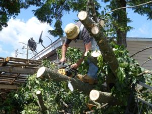 tree reduction services chandler az